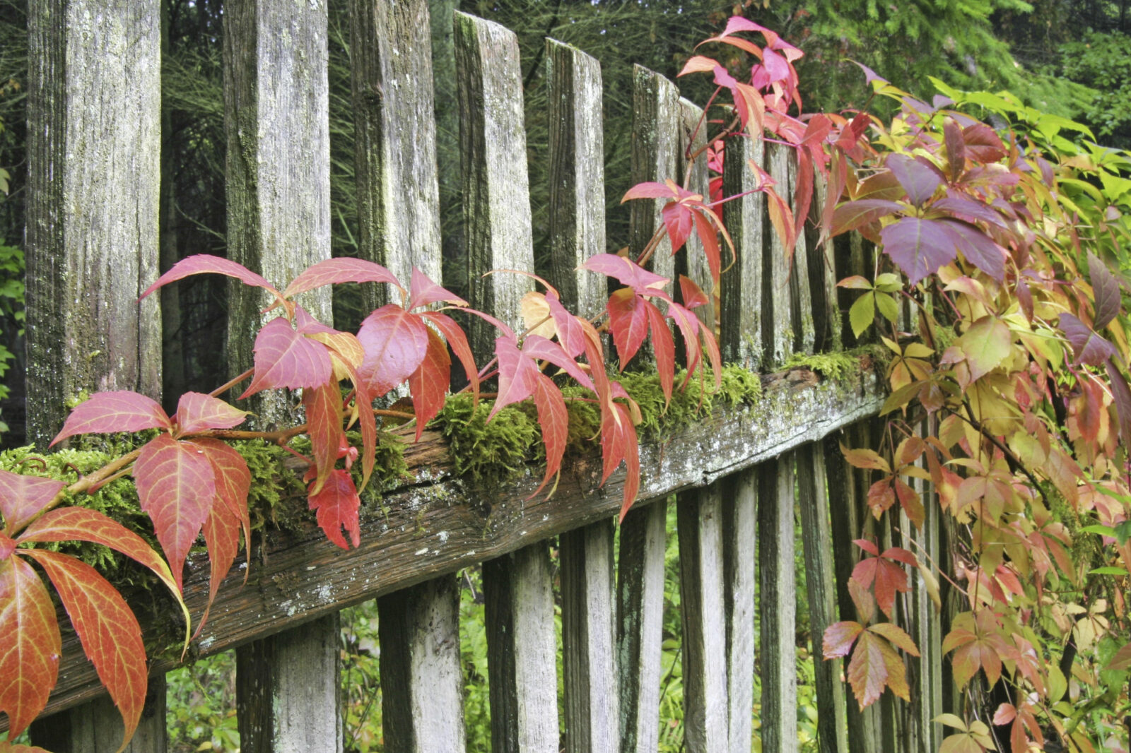 Vrtne ograje – meja, ki ne ločuje, ampak ureja prostor